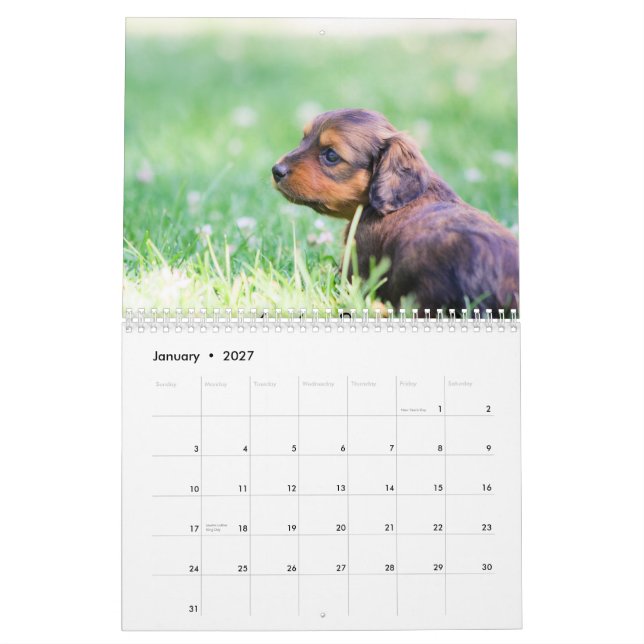 Dachshund Puppies 2014 Calendar (Jan 2027)