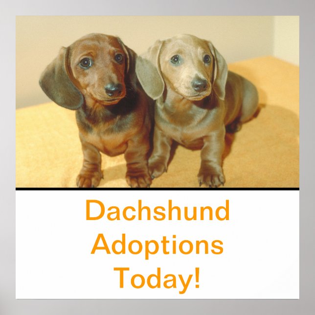 Dachshund Puppies Adoption Poster (Front)