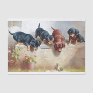 Dachshund Puppies by Reichert Tissue Paper
