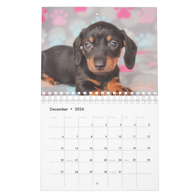 Dachshund Puppies Calendar (Dec 2026)