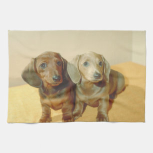 Dachshund Puppies Dog Kitchen Towel