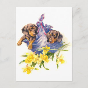 Dachshund Puppies in Blanket with Daffodils Postcard