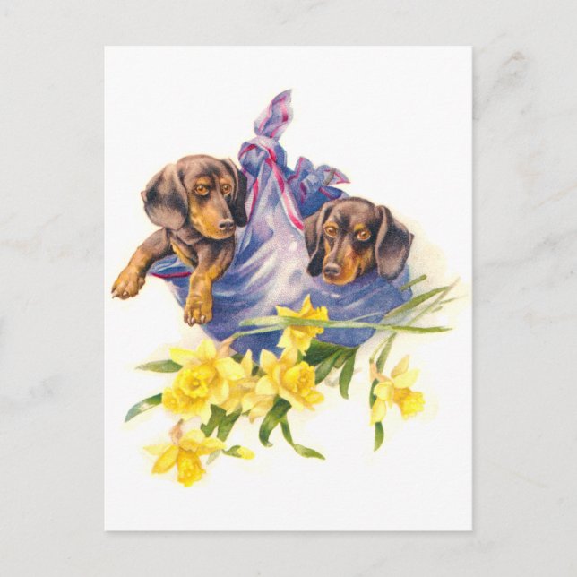 Dachshund Puppies in Blanket with Daffodils Postcard (Front)