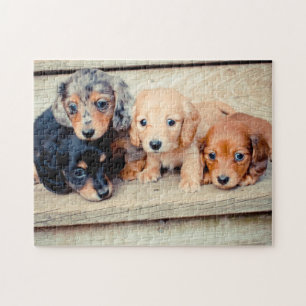 Dachshund Puppies Jigsaw Puzzle