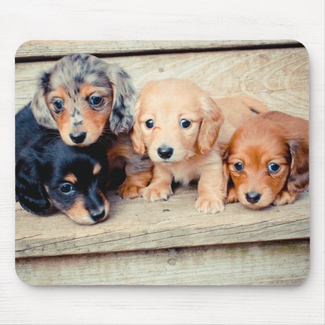 Dachshund Puppies Mouse Pad (Front)