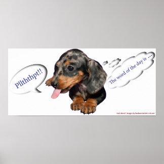 Dachshund Puppy Attitude Poster