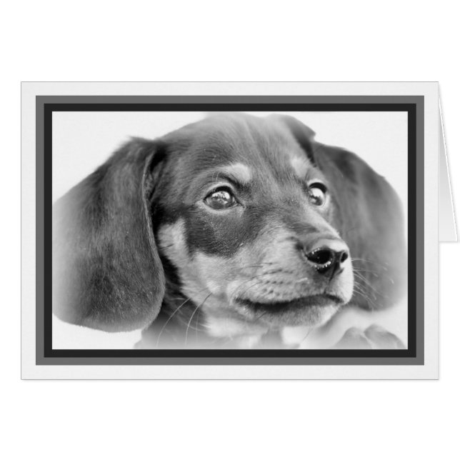 Dachshund Puppy B&W (Devant horizontal)