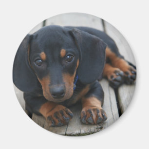 Dachshund Puppy Black Magnet