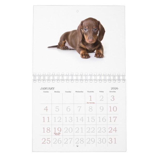 Dachshund Puppy Calendar 2011 (Jan 2026)