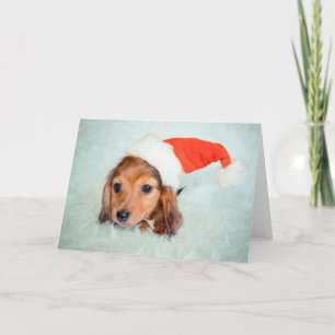 Dachshund Puppy Christmas Holiday Card