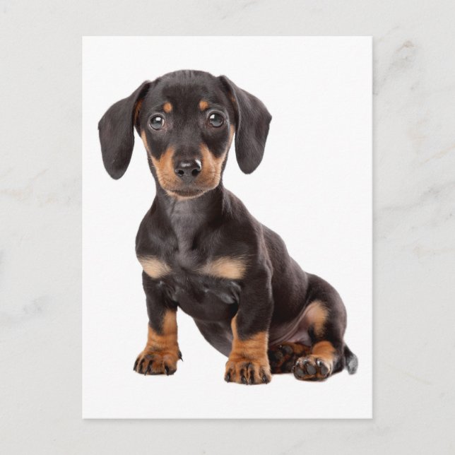 Dachshund Puppy Dog Blank Postcard (Front)
