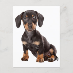 Dachshund Puppy Dog Blank Postcard