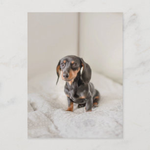 Dachshund Puppy Dog Postcard