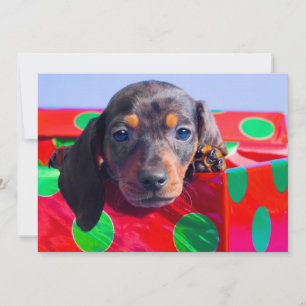 Dachshund puppy in gift box