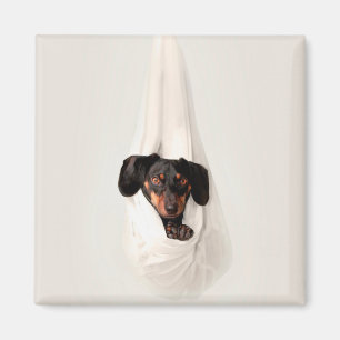 Dachshund Puppy in Hammock Cute Adorable Dog Magnet