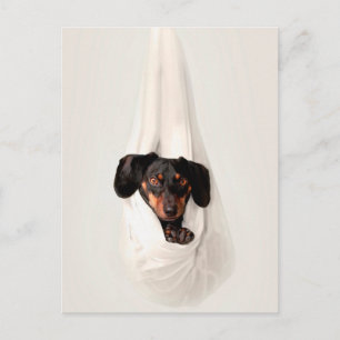 Dachshund Puppy in Hammock Cute Adorable Dog Postcard