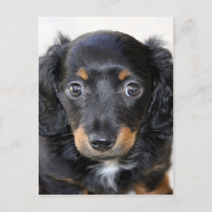 Dachshund puppy look forward to mom love postcard
