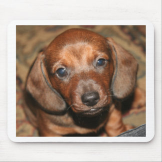 Dachshund Puppy One Mouse Pad