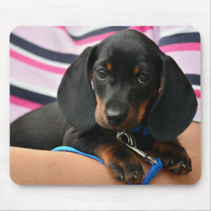 dachshund, puppy, pet mouse pad