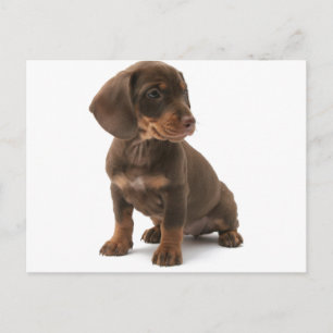 Dachshund Puppy Postcard