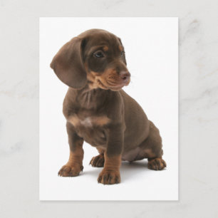 Dachshund Puppy Postcard