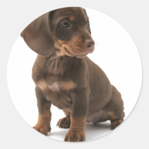 Dachshund Puppy Stickers