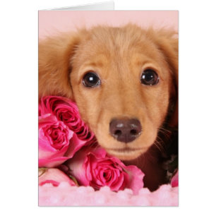 Dachshund Puppy Surrounded by Roses