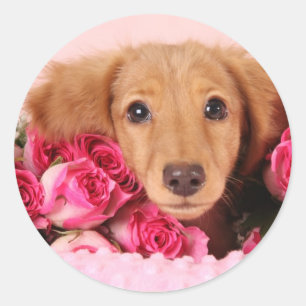 Dachshund Puppy Surrounded by Roses Classic Round Sticker