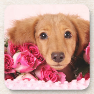 Dachshund Puppy Surrounded by Roses Coaster