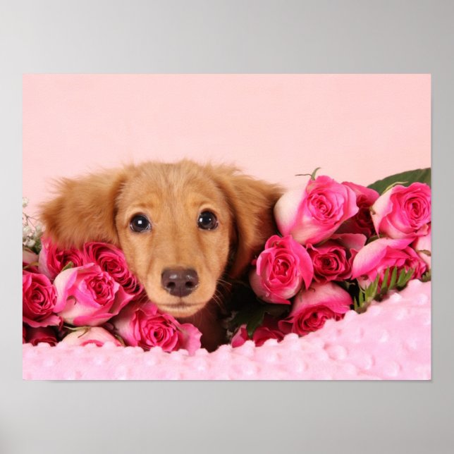 Dachshund Puppy Surrounded by Roses Poster (Front)