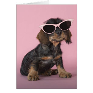 Dachshund Puppy Wearing Sunglasses