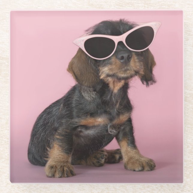Dachshund Puppy Wearing Sunglasses Glass Coaster (Front)