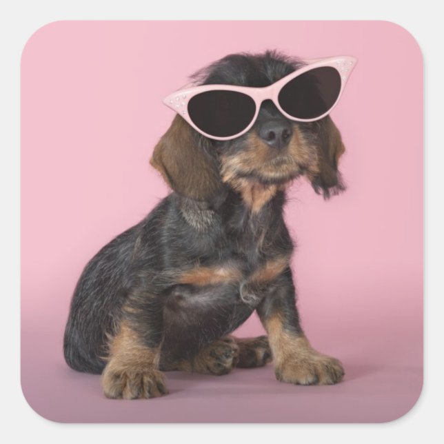 Dachshund Puppy Wearing Sunglasses Square Sticker (Front)
