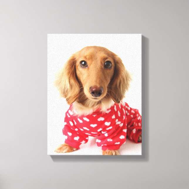 Dachshund Puppy Wearing Valentine's Outfit Canvas Print (Front)