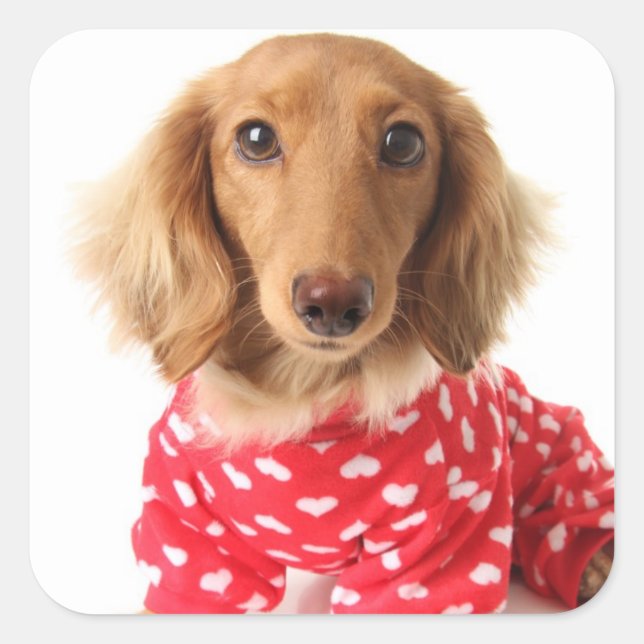 Dachshund Puppy Wearing Valentine's Outfit Square Sticker (Front)