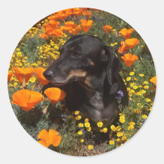 Dachshund Puppy with wildflowers Classic Round Sticker