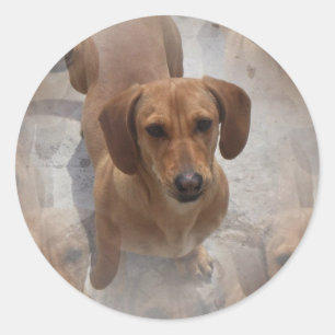 Dachshund Rescue Stickers
