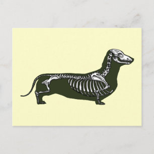 dachshund skeleton postcard