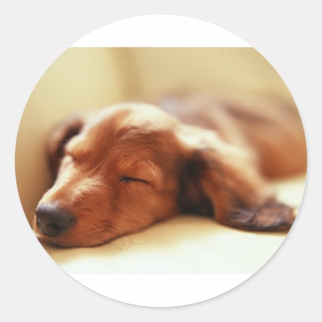 Dachshund sleeping classic round sticker (Front)