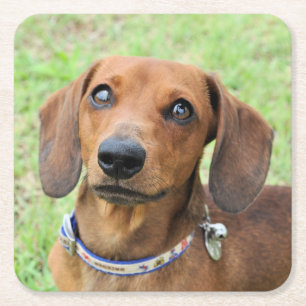 Dachshund Square Paper Coaster