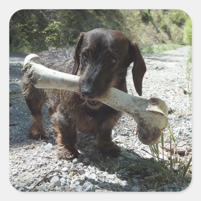Dachshund Square Sticker (Front)