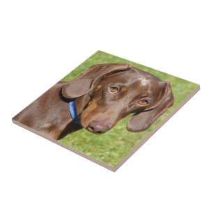 Dachshund  tile