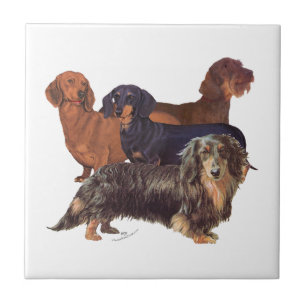 Dachshund Varieties Tile