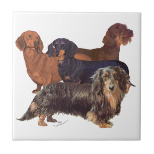 Dachshund Varieties Tile