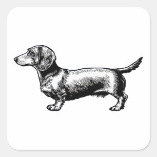 Dachshund Vintage Engraving Illustration Square Sticker