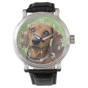 Dachshund Watch