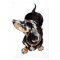 Dachshund watercolour painting by Annabel Tarrant