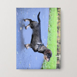 dachshund wirehaired full