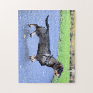 dachshund wirehaired full jigsaw puzzle