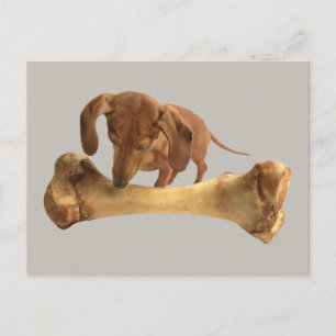 Dachshund With Huge Bone Postcard